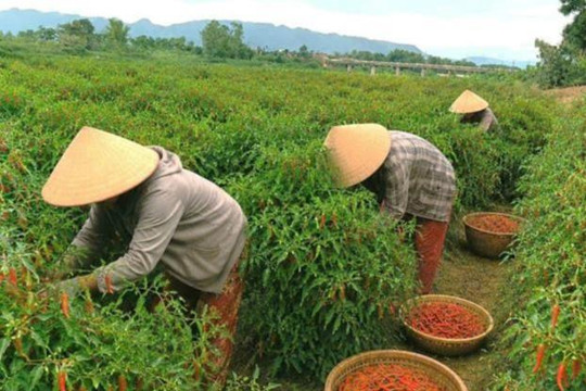 Ớt cay mà... ngọt