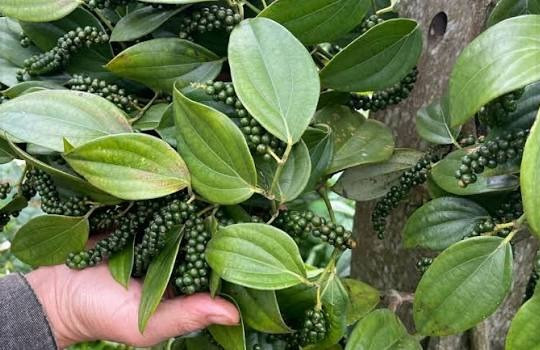 Giá tiêu hôm nay 29/7/2026: Trong nước lặng sóng, tiêu đen Việt Nam giữ mức 6.050 USD/tấn