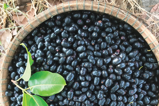 Mùa trâm chín trong rừng