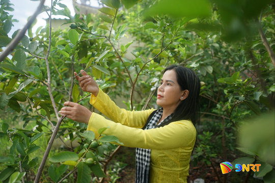 Gieo mầm xanh cho nông nghiệp đô thị