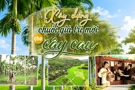 [eMagazine] - Xây dựng chuỗi giá trị mới cho cây cau