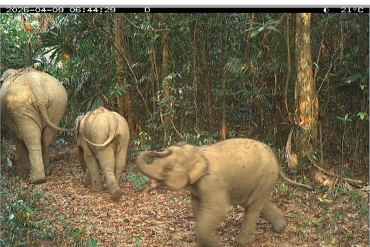 Da Nang to launch tour to explore wild elephant herd