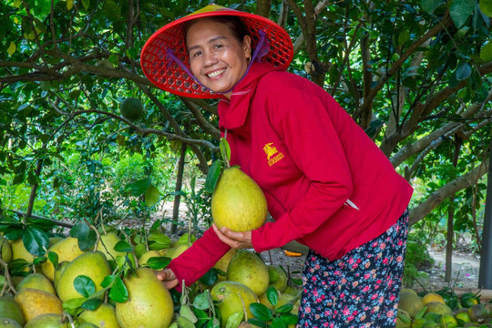 Dai Binh Cultural and Tourism Festival celebrates green countryside and orchard harvests