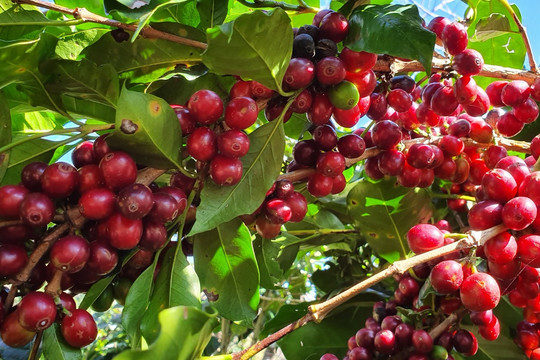 Giá cà phê hôm nay 3/8/2026: Đắk Nông giữ mốc 97.000 đồng/kg, tồn kho ICE giảm mạnh