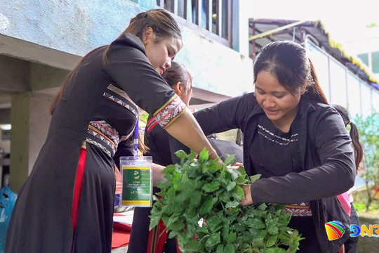 Giảm nghèo bền vững từ trao cây giống sâm Ngọc Linh