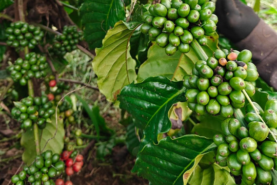 Cập nhật giá cà phê hôm nay 5/8/2026: Cung khan hiếm đẩy Robusta lên gần 3.900 USD/tấn