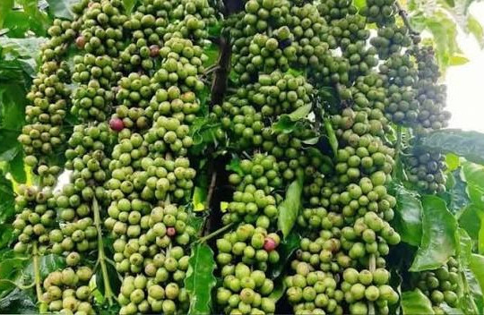 Giá cà phê hôm nay 6/8/2026: Tây Nguyên áp sát 100.000 đồng/kg, Arabica và Robusta cùng khởi sắc