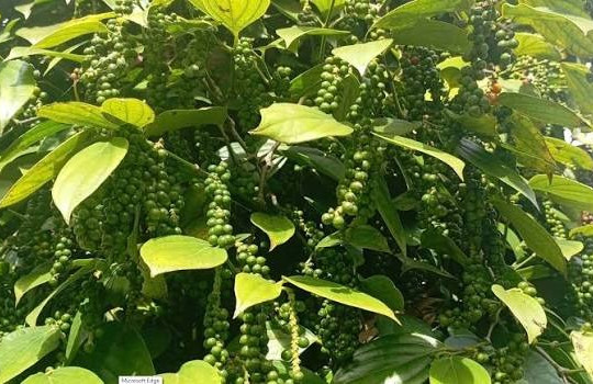Giá tiêu hôm nay 6/8/2026: Lâm Đồng cao hơn vùng thấp nhất 3.000 đồng/kg, thị trường lặng sóng