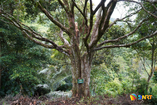 Digital transformation paves the way for Tra My cinnamon to expand into global markets