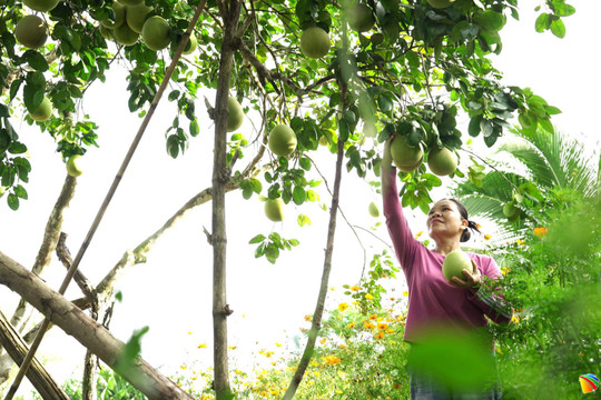 Nâng cao giá trị cây bưởi trụ ven sông Thu Bồn