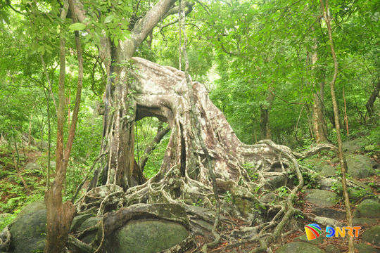Quy định thời gian tham quan bán đảo Sơn Trà