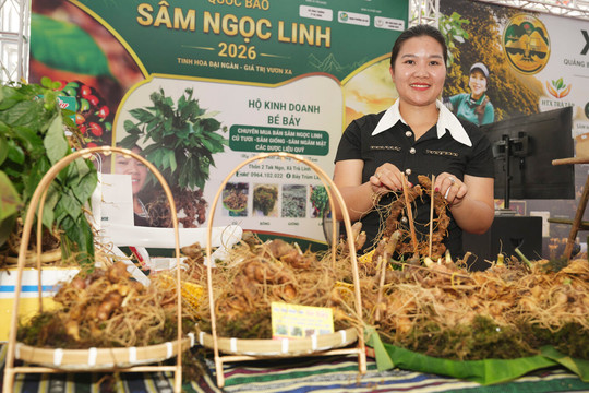 Da Nang to promote Ngoc Linh ginseng and medicinal herbs on August 28-29