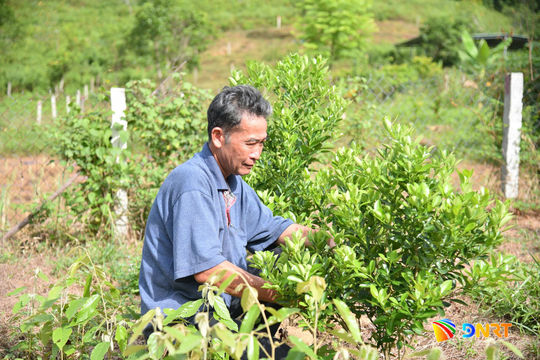 Đà Nẵng hỗ trợ nông dân phát triển các giống cây trồng mới