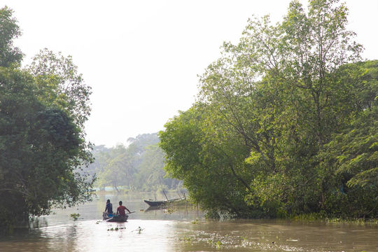 Phục hồi “lá chắn xanh” ven biển