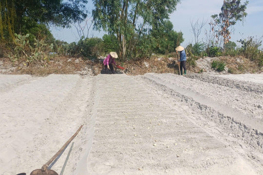 Nông dân Tất Viên xuống giống kiệu