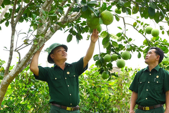 Cựu chiến binh làm kinh tế từ nguồn vốn tín dụng chính sách