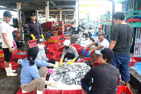 Quyết liệt gỡ “thẻ vàng” IUU