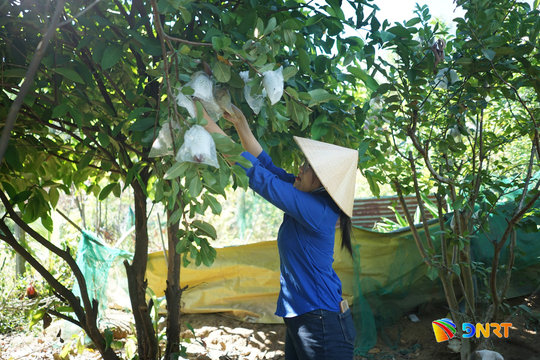 Quả ngọt từ “Vườn cây thanh niên”