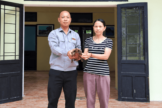 Thả cá thể rùa núi vàng quý hiếm về rừng Cù Lao Chàm