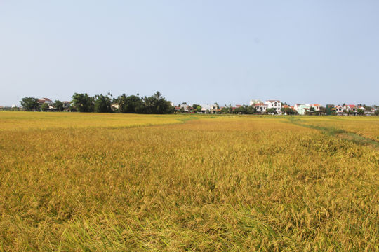 Hương ước - nếp làng xứ Quảng