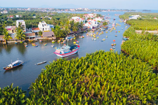 “Cộng sinh” với đời dừa