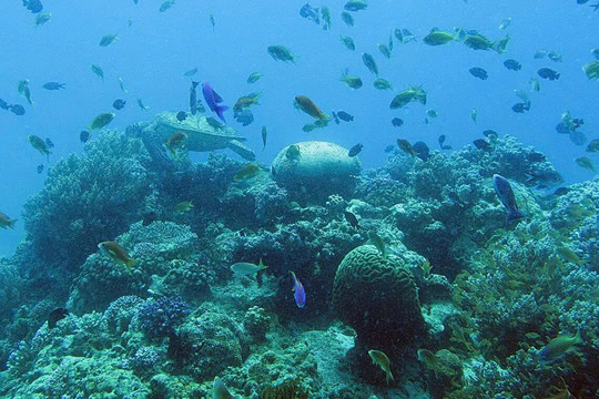 Tín hiệu tích cực từ rạn san hô vùng Đông Á