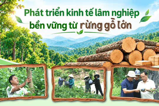 [eMagazine] - Phát triển kinh tế lâm nghiệp bền vững từ rừng gỗ lớn