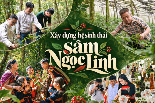 Xây dựng hệ sinh thái sâm Ngọc Linh