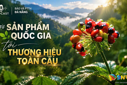 [Podcast] - Sâm Ngọc Linh: từ sản phẩm quốc gia tới thuơng hiệu toàn cầu