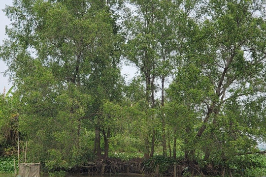 Ký ức mùa bần