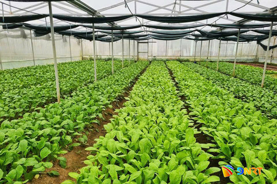 Mở hướng đi mới cho nông nghiệp hữu cơ