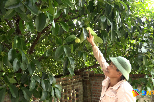 Tiên Phước nâng giá trị kinh tế vườn