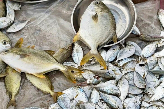 Cá liệt kho trám ngày mưa