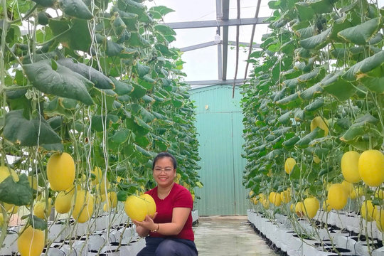 Triển vọng mô hình trồng dưa lưới ứng dụng công nghệ cao