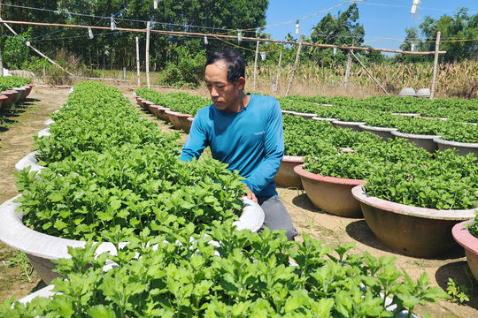 Nông dân Đà Nẵng dồn sức cho vụ hoa Tết
