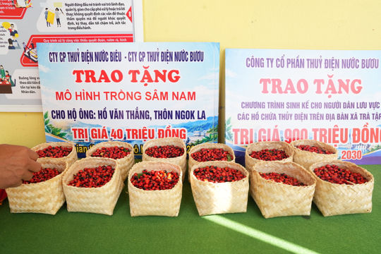 Trao tặng 15.000 hạt giống sâm Ngọc Linh cho người dân Trà Tập