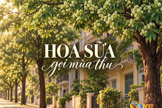 [Podcast] - Khi hoa sữa gọi mùa...