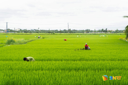 Gieo sinh kế xanh từ di sản nông nghiệp