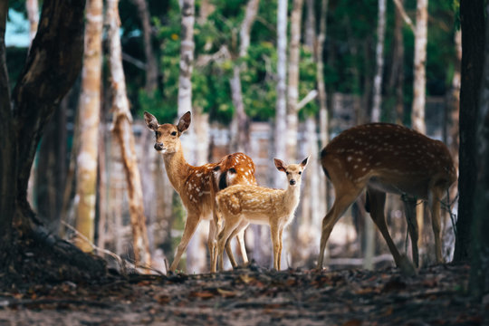 Từ hơn 4.000 cá thể đến mạng lưới bảo tồn quốc tế: Vinpearl Safari đã đi xa đến đâu sau hơn một thập kỷ?
