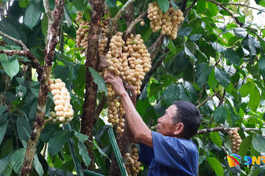 Nông dân xứ Tiên phấn khởi được mùa lòn bon