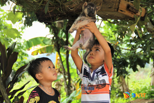 Đà Nẵng tăng cường phối hợp liên ngành phòng, chống bệnh dại