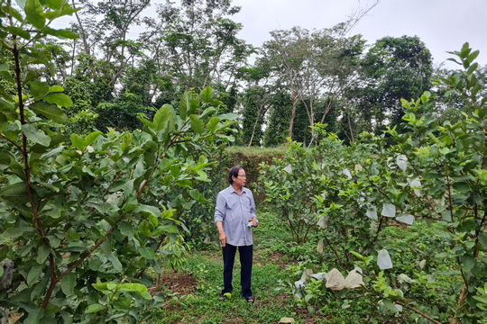 Những mô hình kinh tế nông nghiệp hiệu quả