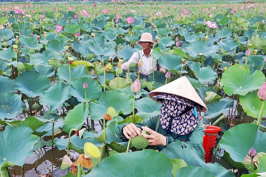 Chú trọng phát triển liên kết sản xuất