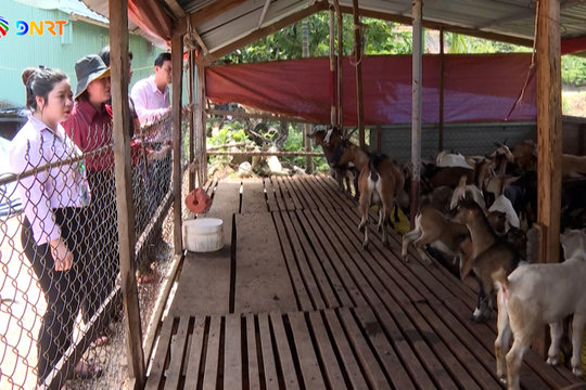 [VIDEO] - Nông dân Đà Nẵng vươn lên sản xuất, kinh doanh giỏi
