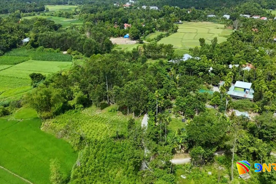 Da Nang’s Tien Phuoc ginger project reaches Green Startup 2026 final