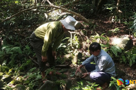 Thả rùa núi vàng và trăn gấm quý hiếm về môi trường tự nhiên Cù Lao Chàm