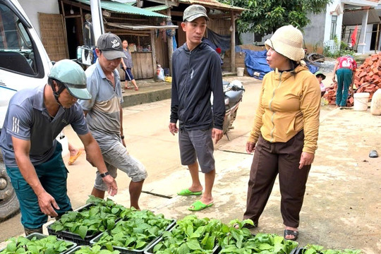 Hỗ trợ gần 1,2 tỷ đồng phát triển cây dược liệu tại xã Đông Giang
