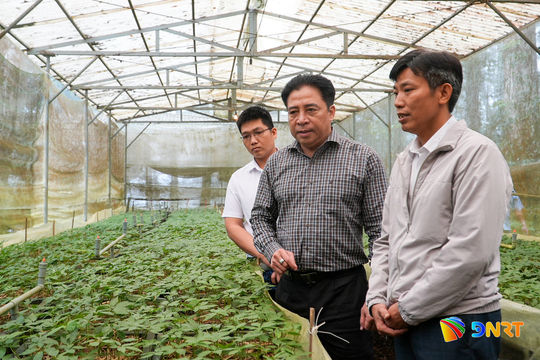 Phó Bí thư Thường trực Thành ủy Nguyễn Khắc Toàn kiểm tra vùng trồng sâm Ngọc Linh