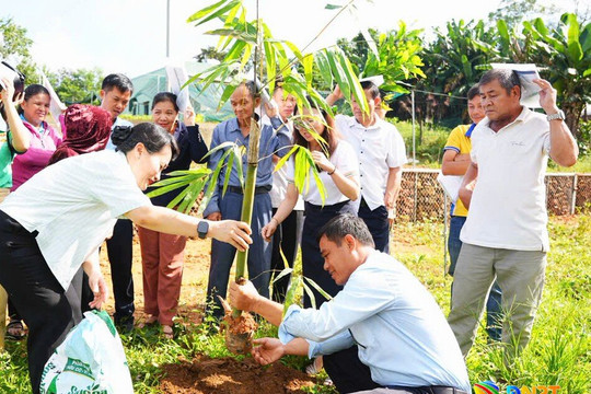 Trường Đại học Đông Á chuyển giao giống tre ngọt, lục trúc cho nông dân xã Tam Mỹ