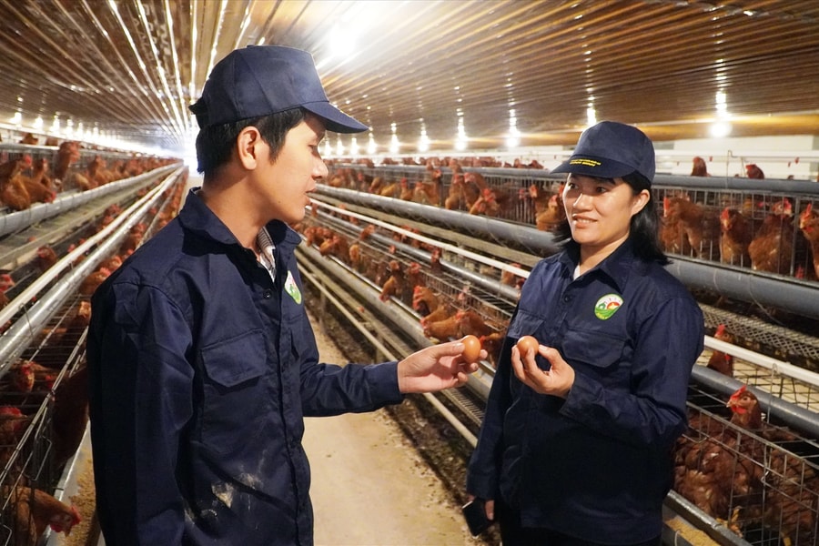 Chuyển đổi số trong chăn nuôi: Gà ở phòng lạnh, nghe nhạc